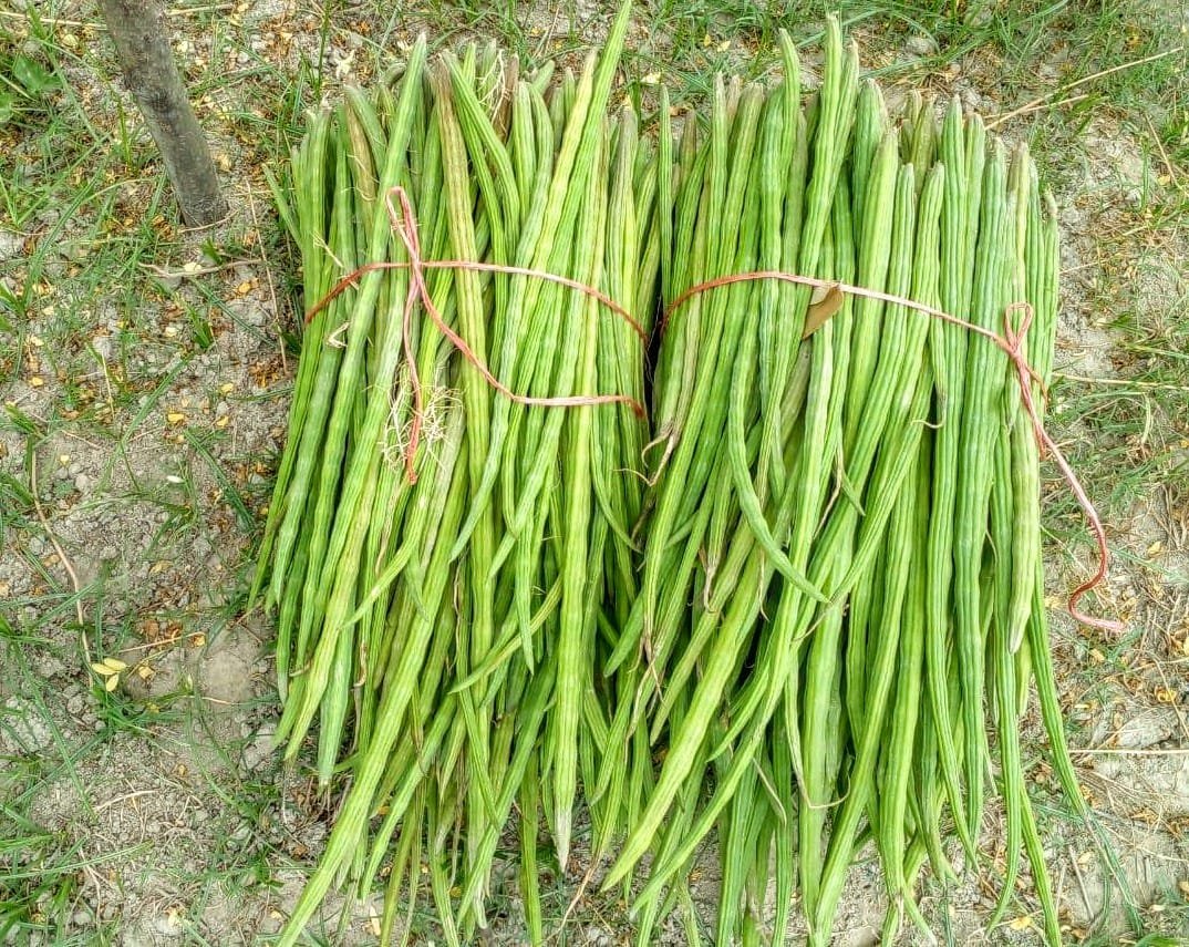 Moringa Drumsticks Moringa Drumsticks